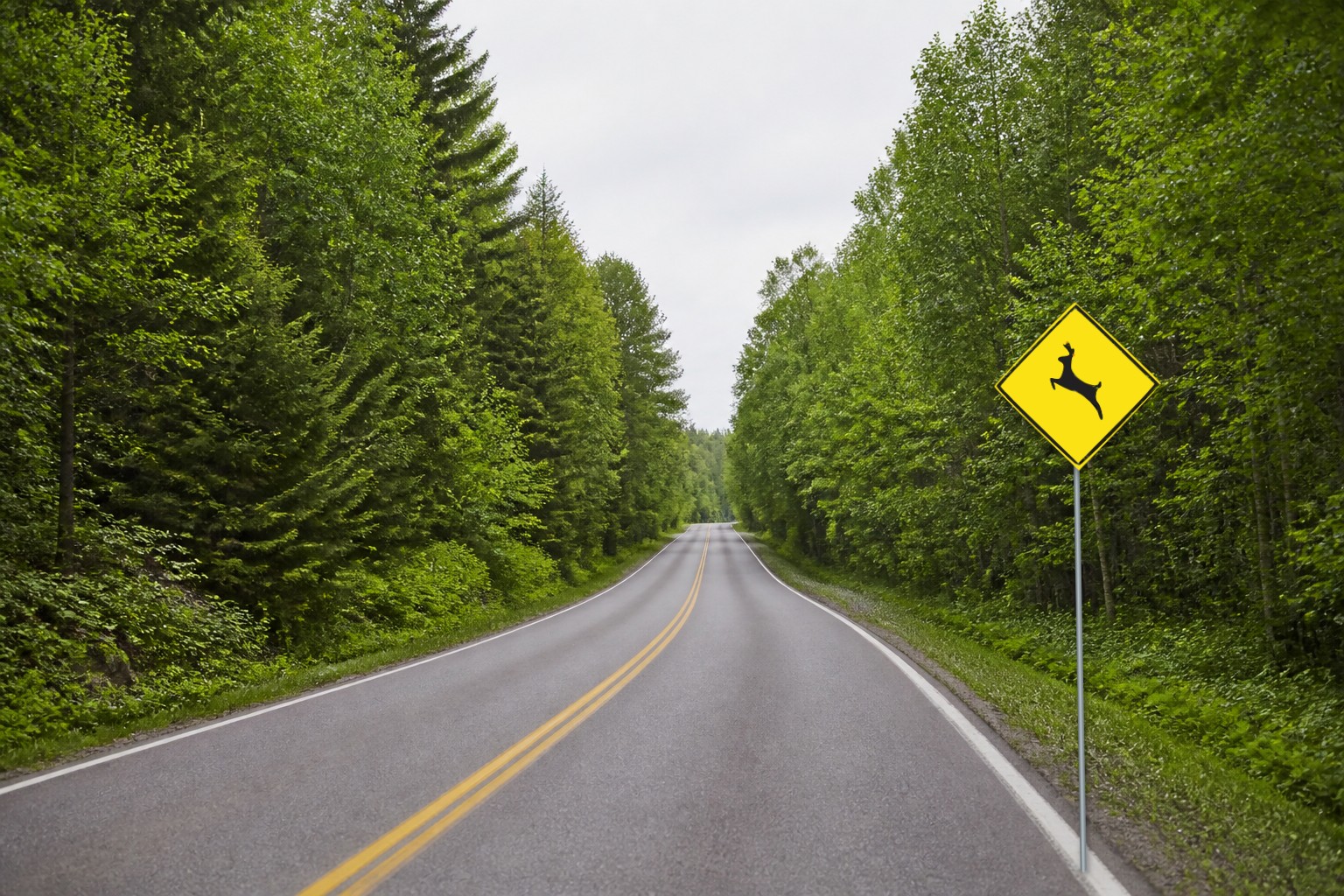 Ontario road sign: Deer crossing area